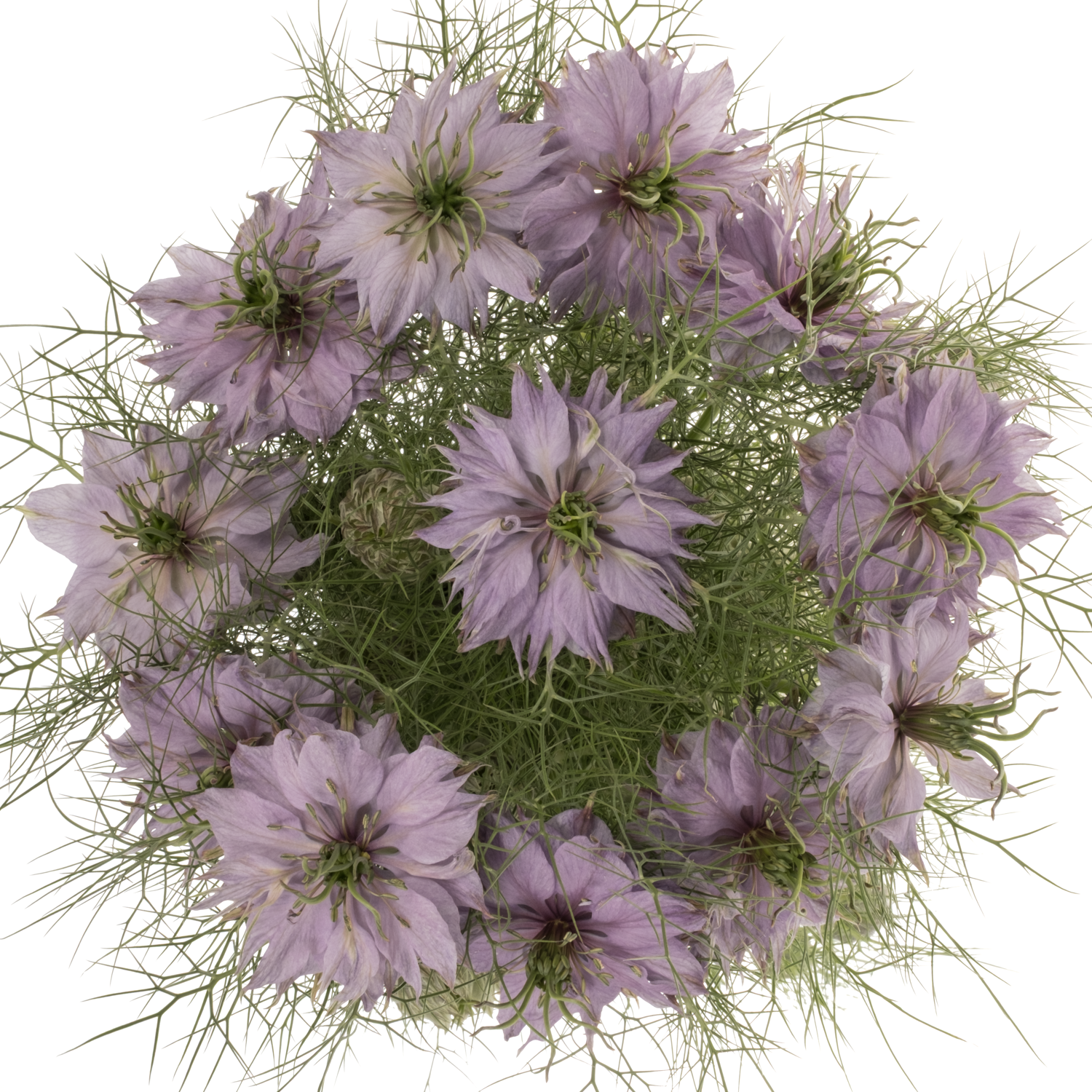 Nigella lila Bubble gum 75cm