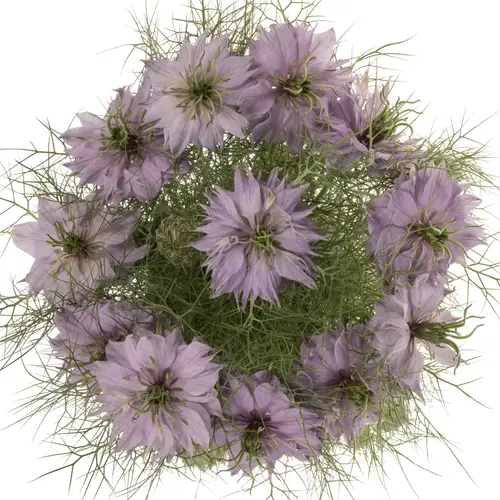 Nigella lila Bubble gum 75cm