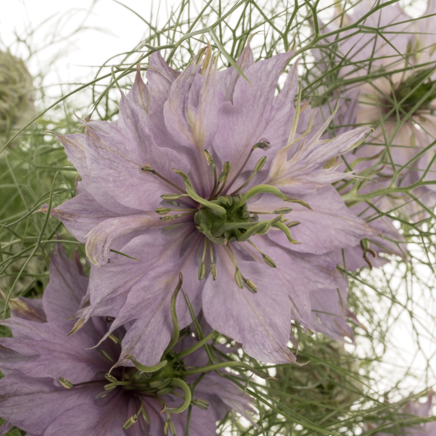 Nigella lila Bubble gum 75cm