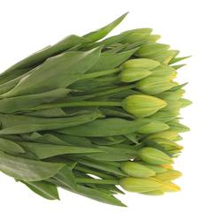 Tulpe Freiland gelb Parade 24 Gramm 28cm