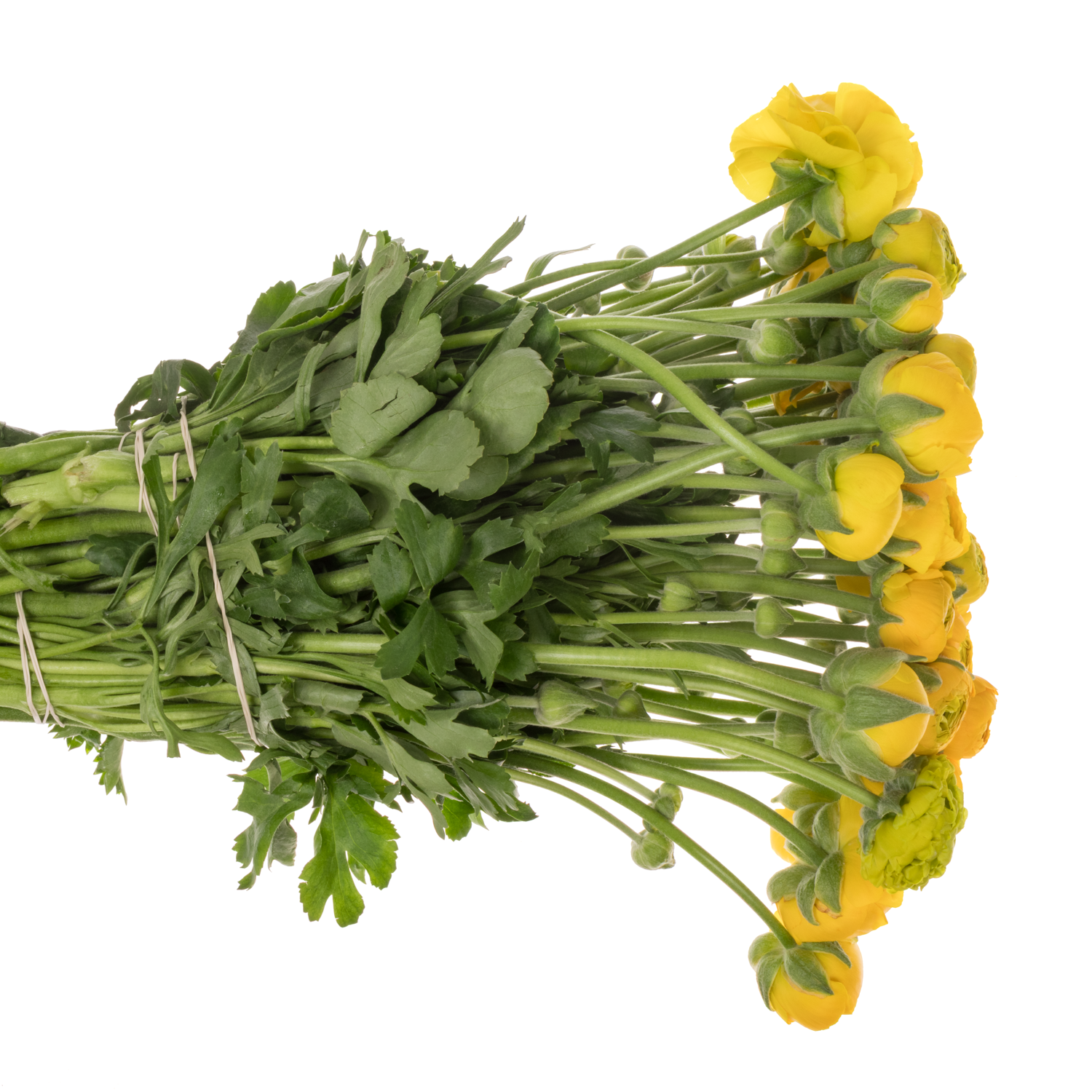 Ranunkel gelb Elegance Yellow x 40 45 Gramm 42cm