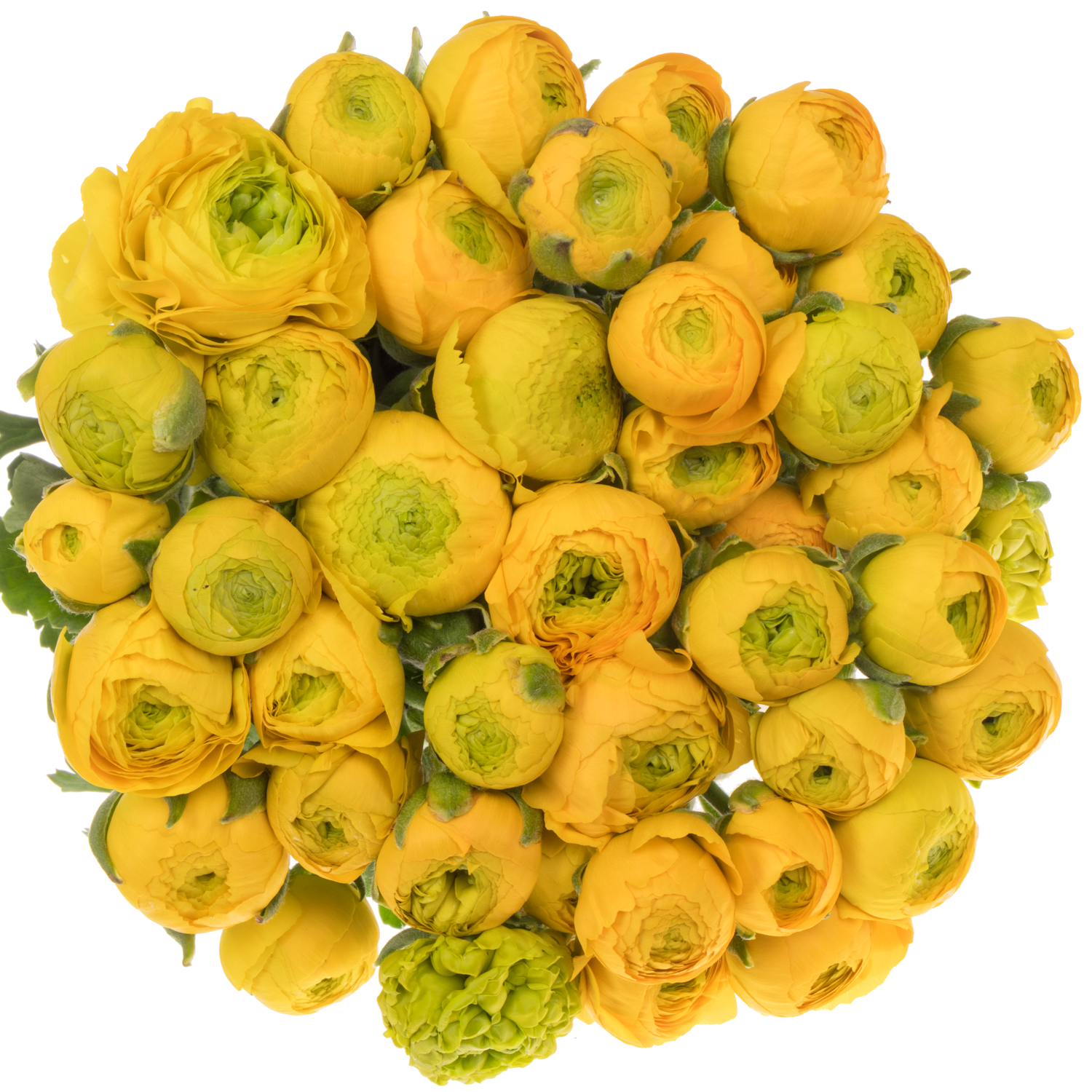 Ranunkel gelb Elegance Yellow x 40 45 Gramm 42cm