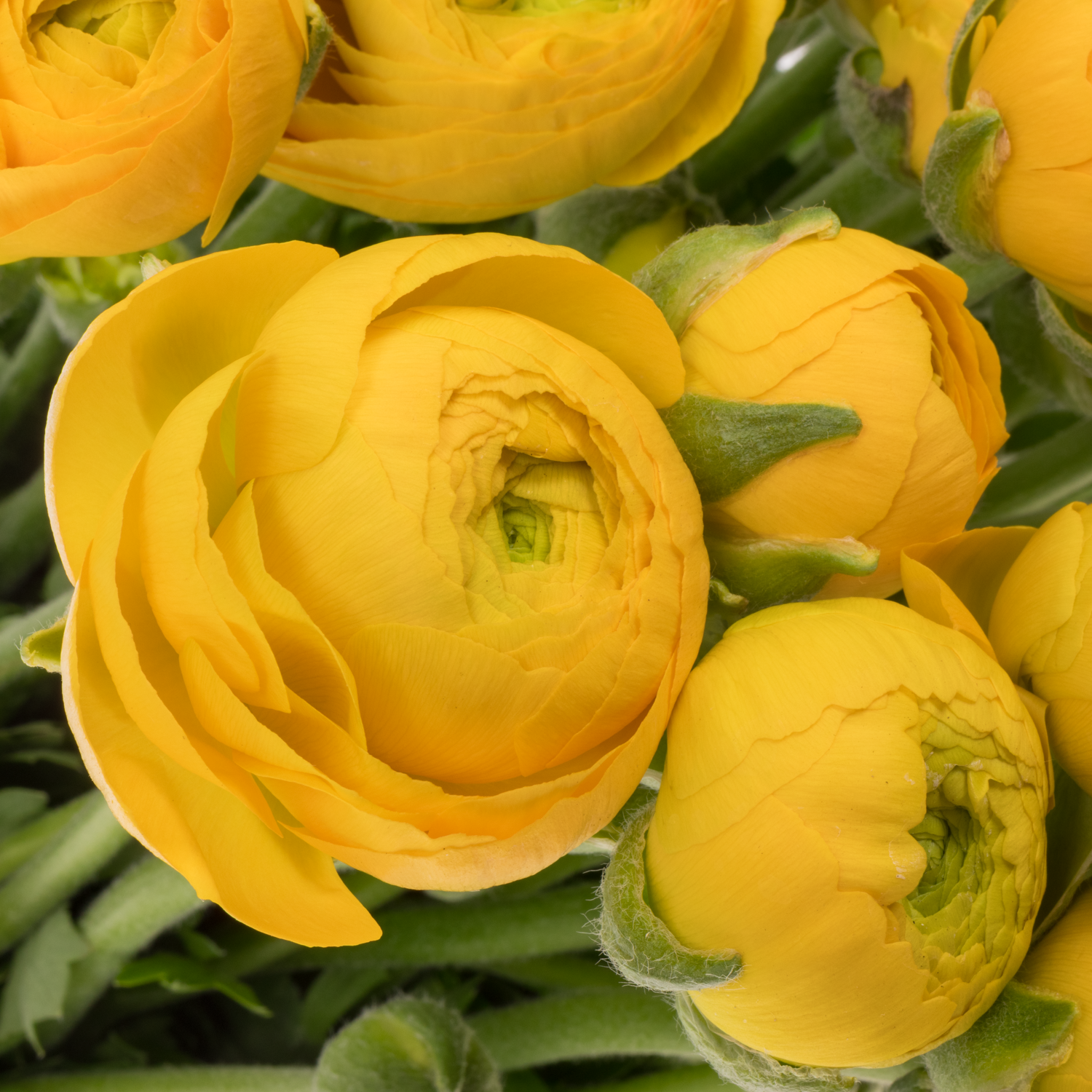 Ranunkel gelb Elegance Yellow x 40 45 Gramm 42cm