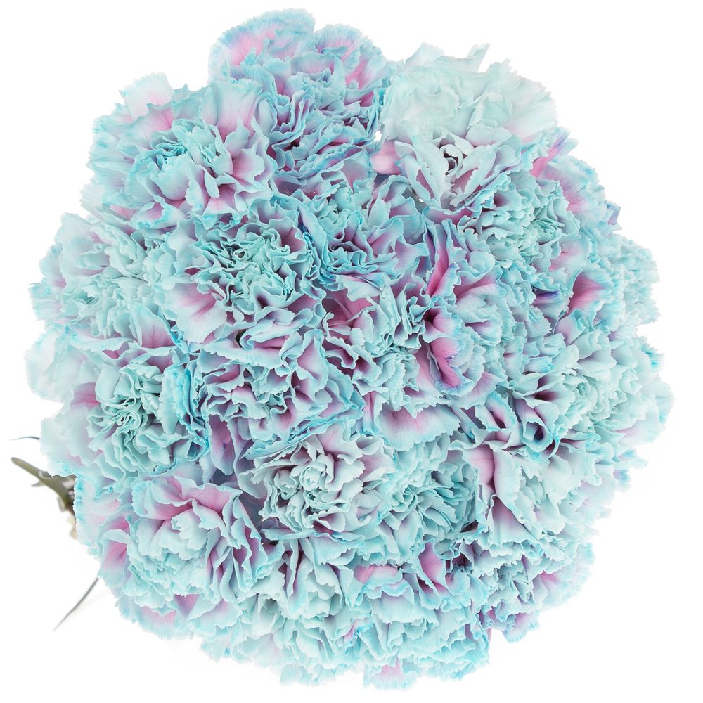 Nelke blau Bubblegum gefärbt 70cm