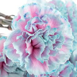 Nelke blau Bubblegum gefärbt 70cm