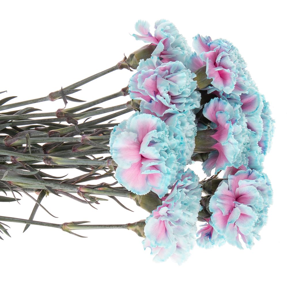 Nelke blau Bubblegum gefärbt 70cm