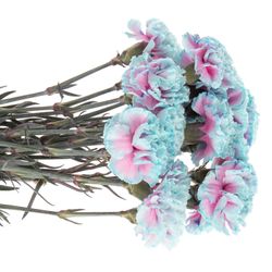 Nelke blau Bubblegum gefärbt 70cm