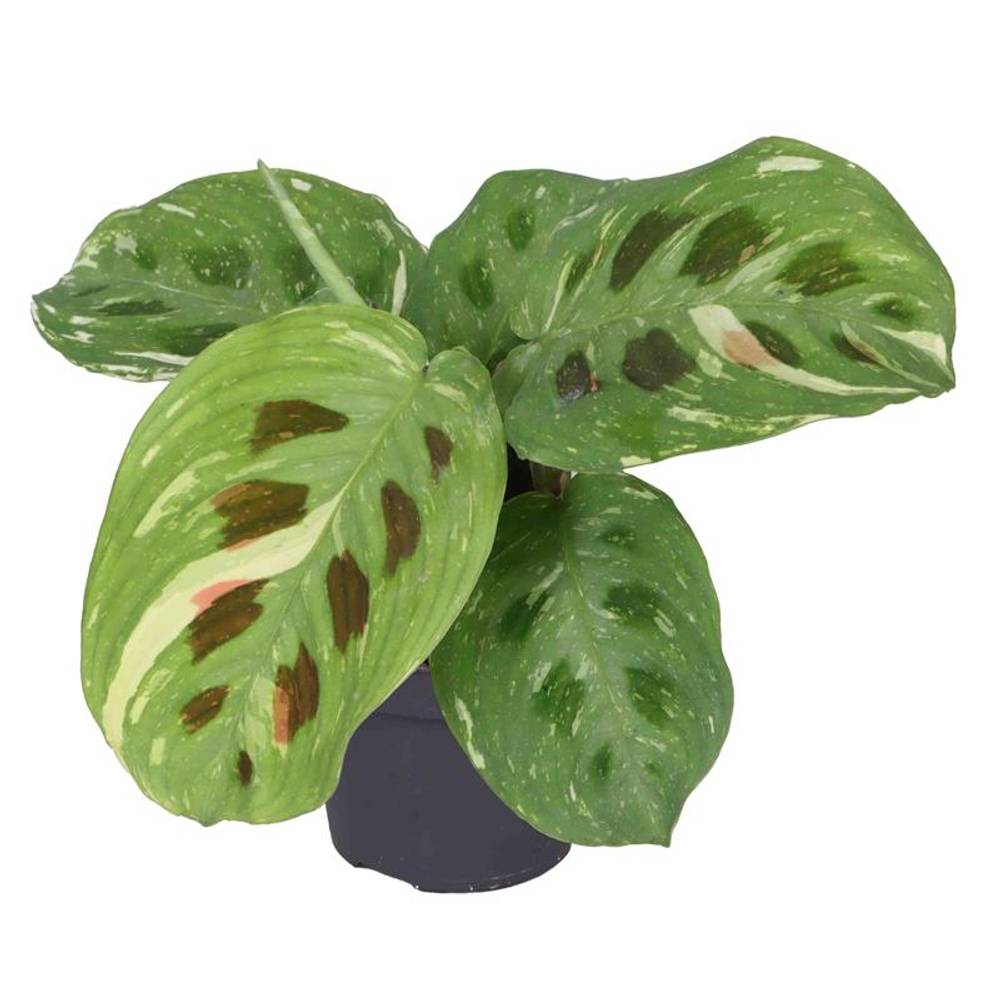 Maranta Leuconeura Kerch. T06 H015