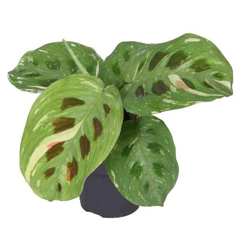 Maranta Leuconeura Kerch. T06 H015