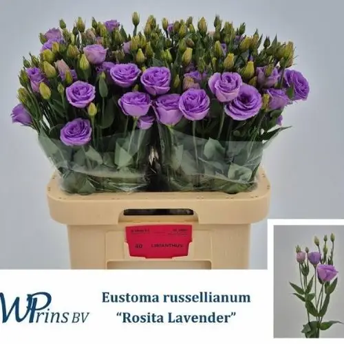 Lisianthus lavendel Rosita w.prins 70cm