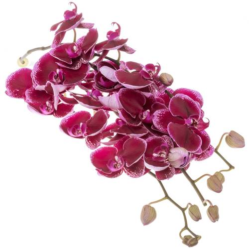 Phalaenopsis lila Lie de Vin 45 Blüten 3 Stiele 80cm