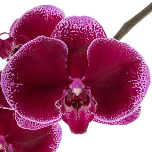 Phalaenopsis lila Lie de Vin 45 Blüten 3 Stiele 80cm