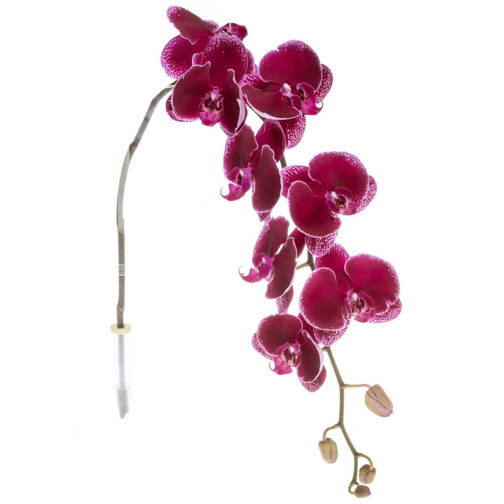 Phalaenopsis lila Lie de Vin 45 Blüten 3 Stiele 80cm