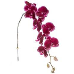 Phalaenopsis lila Lie de Vin 45 Blüten 3 Stiele 80cm