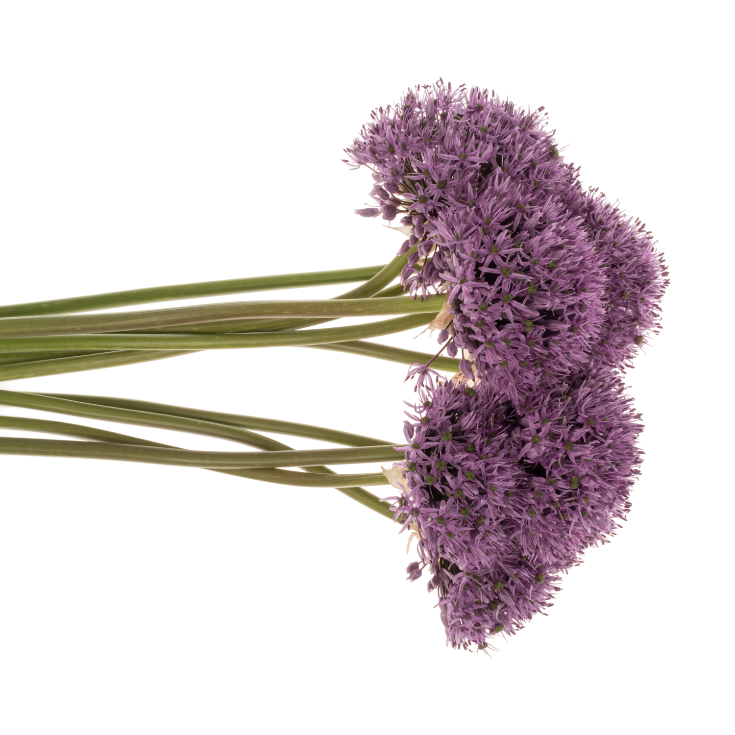Allium lila Gladiator De Groot Flowerbulbs 80cm