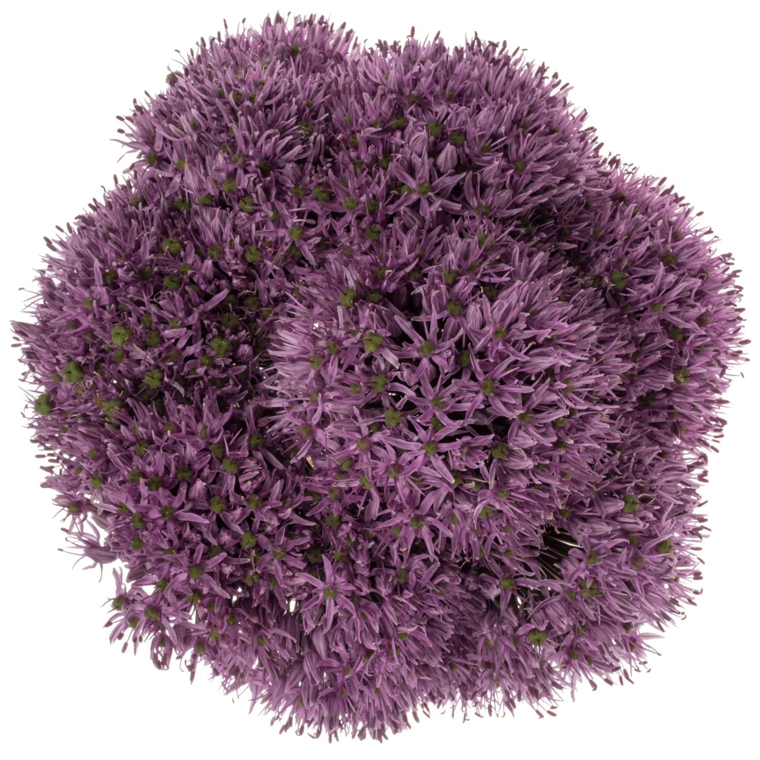 Allium lila Gladiator De Groot Flowerbulbs 80cm