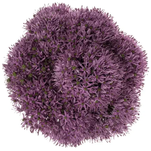 Allium lila Gladiator De Groot Flowerbulbs 80cm