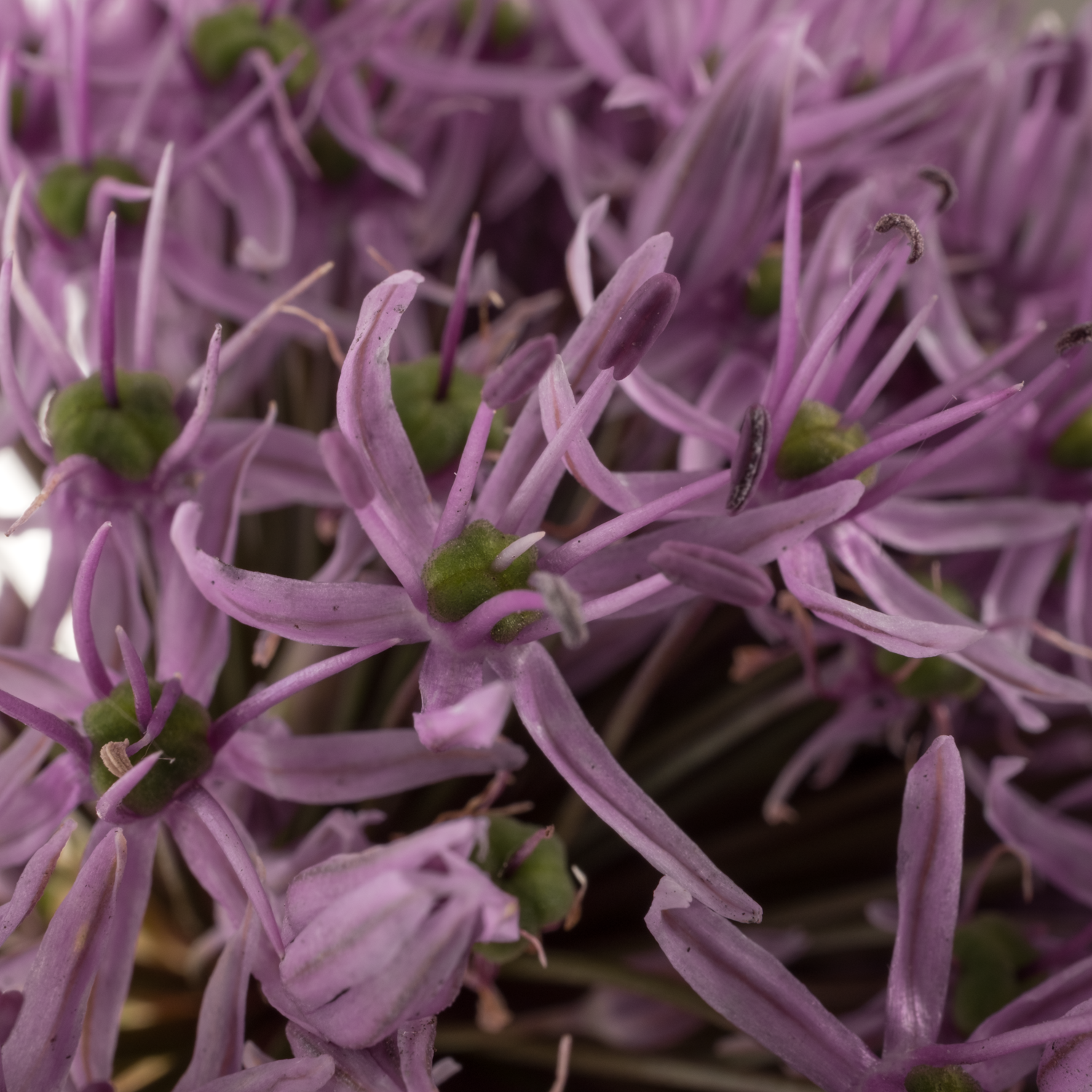 Allium lila Gladiator De Groot Flowerbulbs 80cm