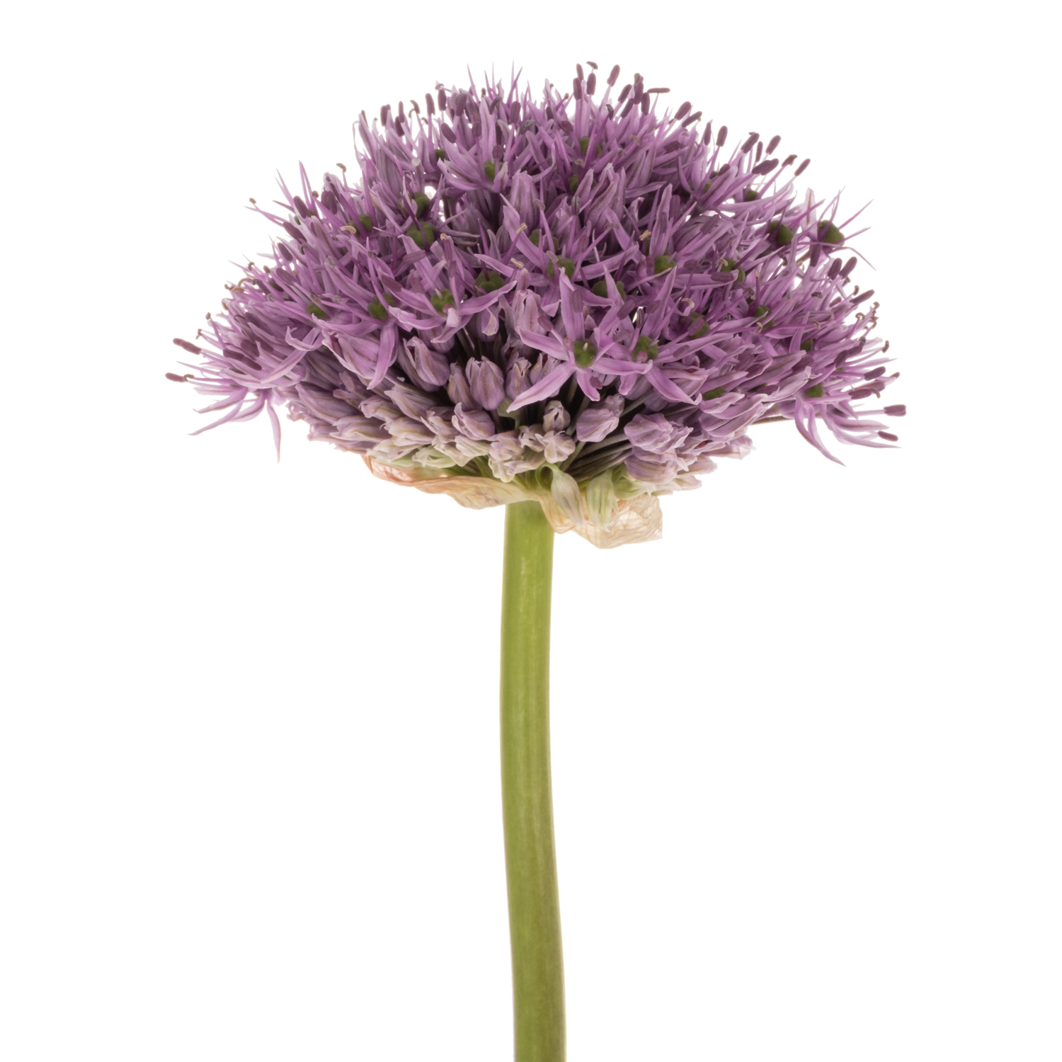 Allium lila Gladiator De Groot Flowerbulbs 80cm