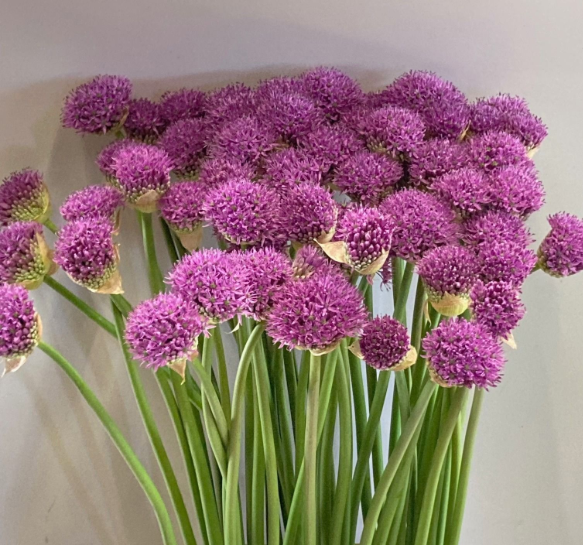 Allium lila Gladiator De Groot Flowerbulbs 80cm