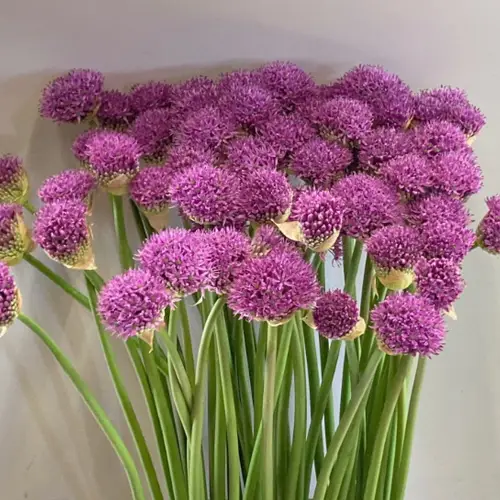 Allium lila Gladiator De Groot Flowerbulbs 80cm