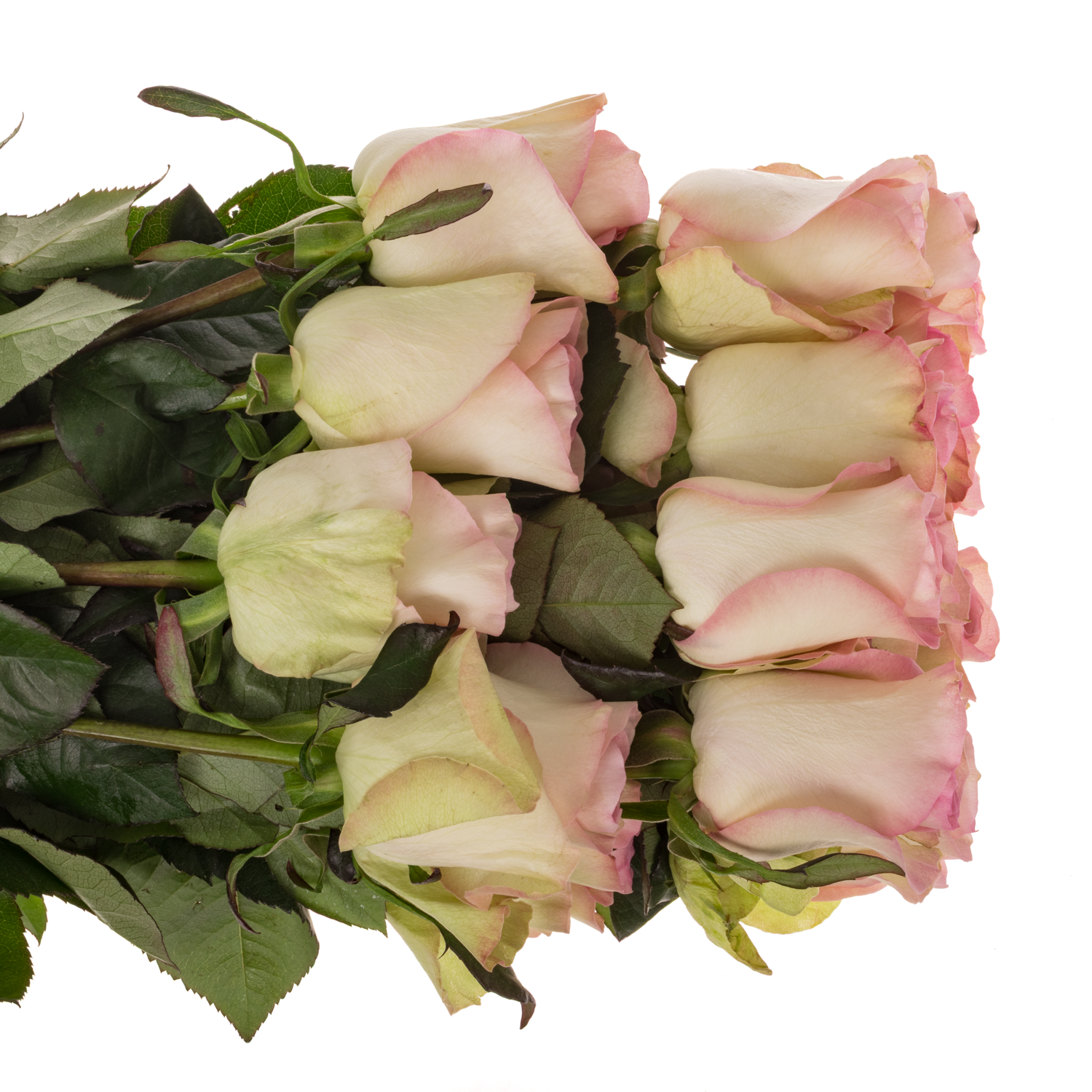 Rose rosa Swan (Ec) 70cm