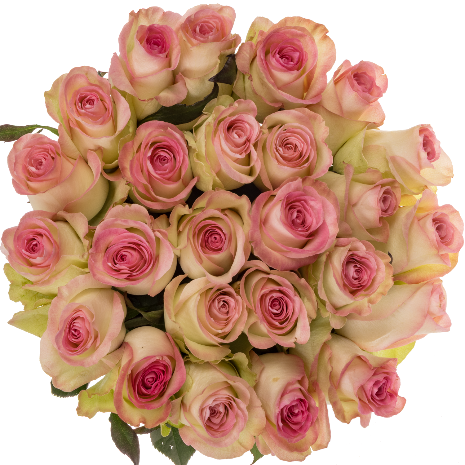 Rose rosa Swan (Ec) 70cm