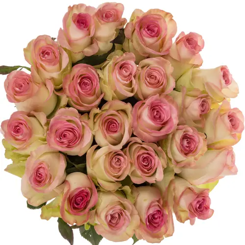 Rose rosa Swan (Ec) 70cm