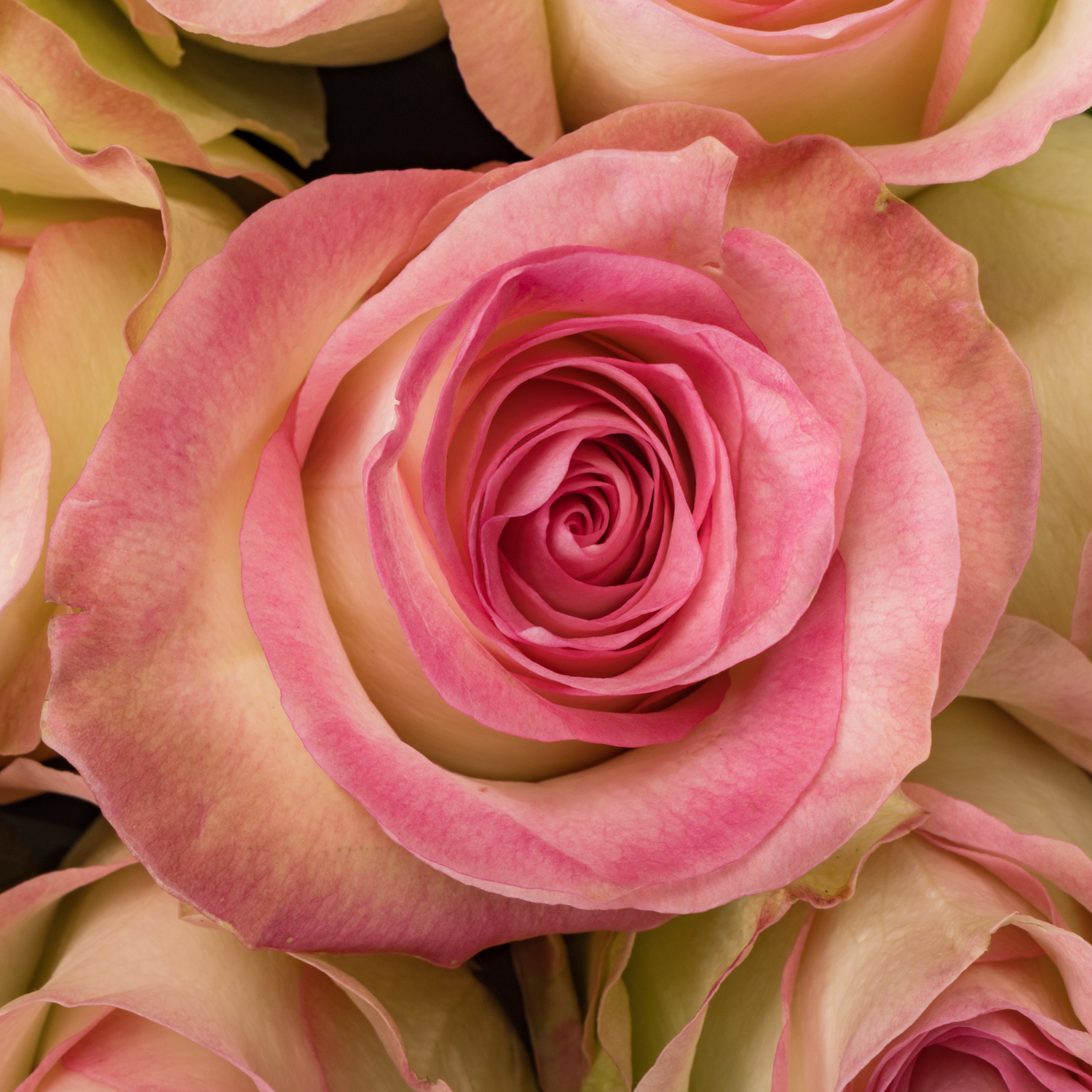 Rose rosa Swan (Ec) 70cm