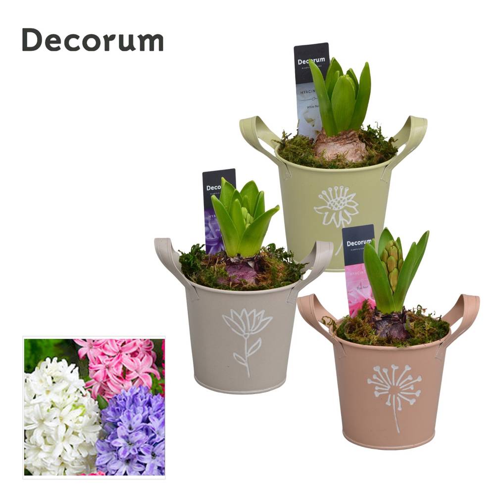 Hyazinthe mix im Zink HL14600 T10 H016