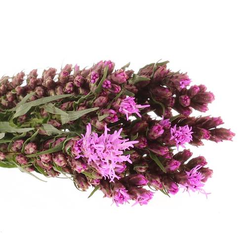 Liatris lila 40cm