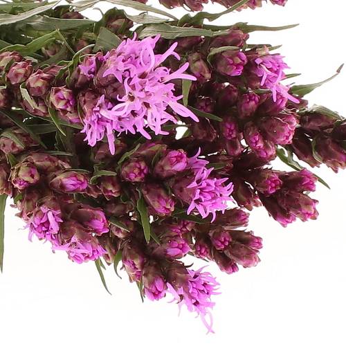 Liatris lila 40cm