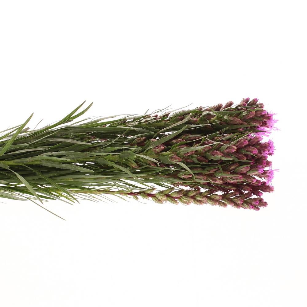 Liatris lila 40cm