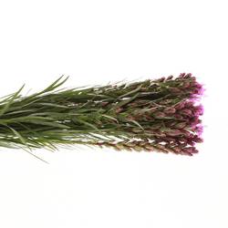 Liatris lila 40cm