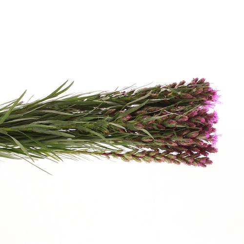 Liatris lila 40cm