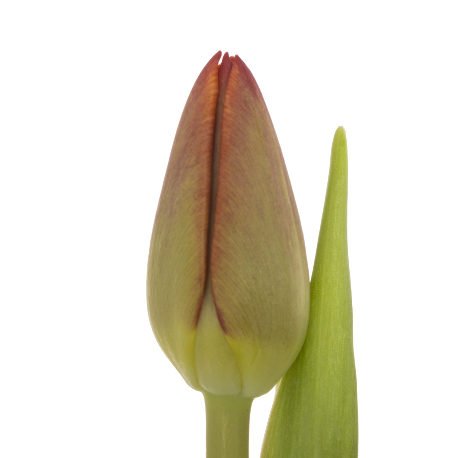 Tulpe rot Artemis 36 Gramm