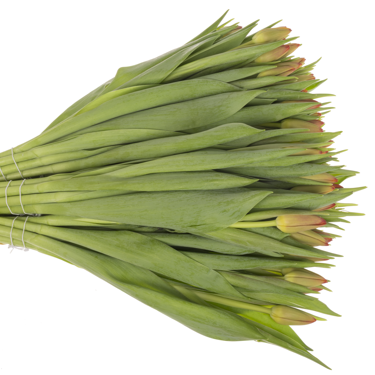 Tulpe rot Artemis 36 Gramm