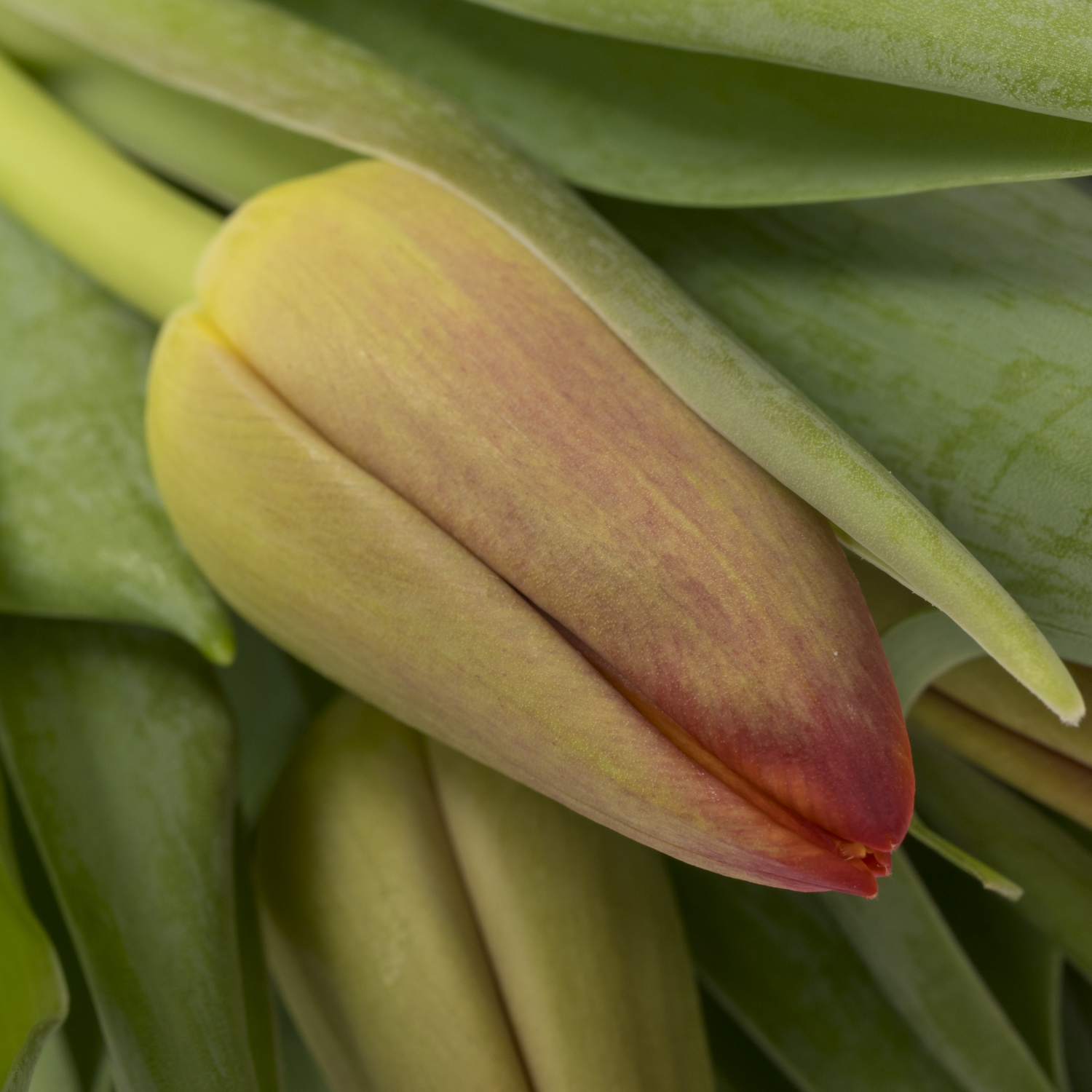 Tulpe rot Artemis 36 Gramm