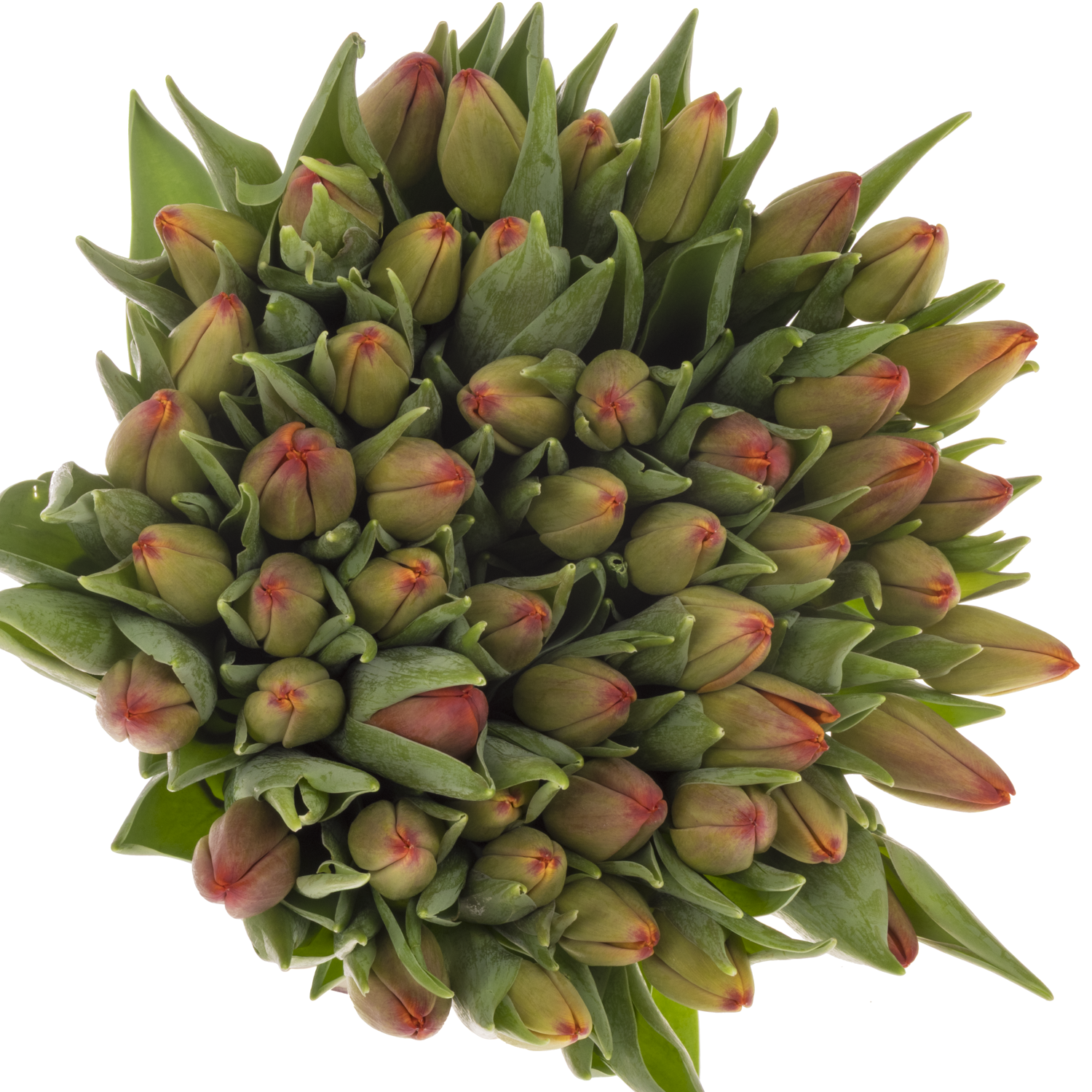 Tulpe rot Artemis 36 Gramm