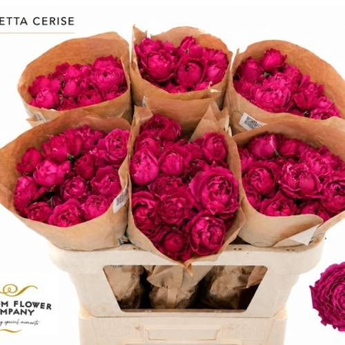 Rose verzweigt fuchsia Julietta Cerise 60cm
