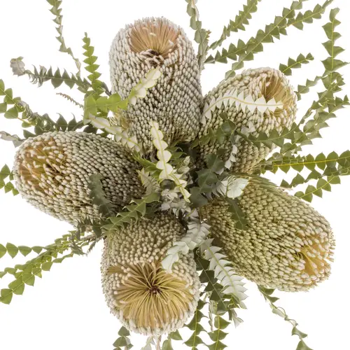 Banksia Natur Speciosa 50cm