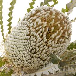 Banksia Natur Speciosa 50cm