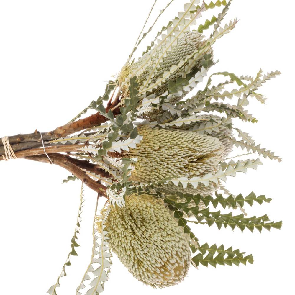 Banksia Natur Speciosa 50cm