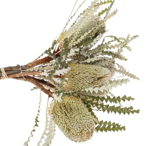 Banksia Natur Speciosa 50cm