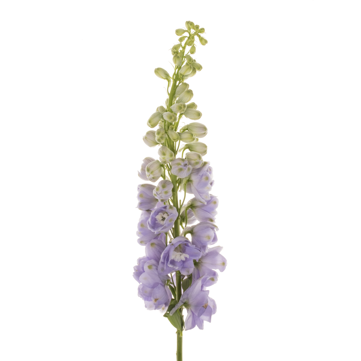Delphinium milka lavendel Aurora 60cm