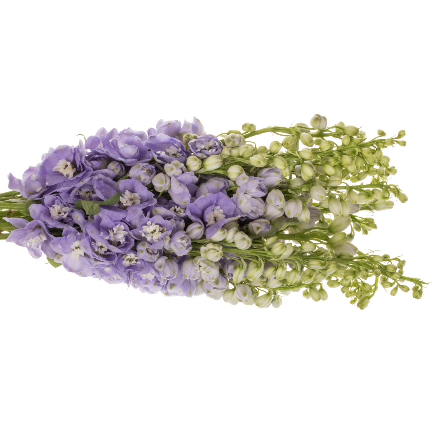 Delphinium milka lavendel Aurora 60cm