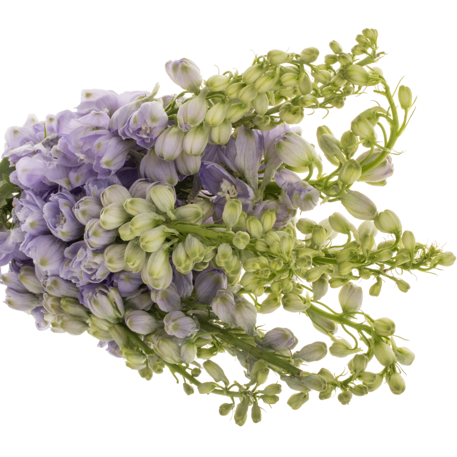 Delphinium milka lavendel Aurora 60cm