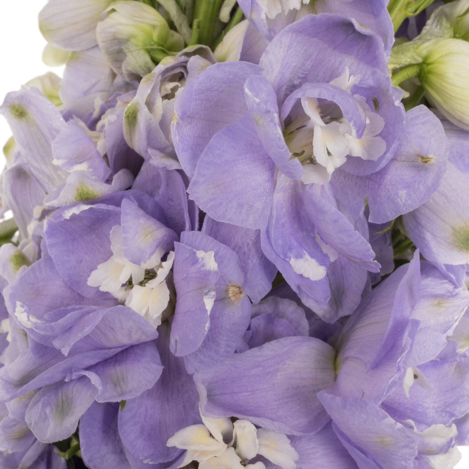 Delphinium milka lavendel Aurora 60cm