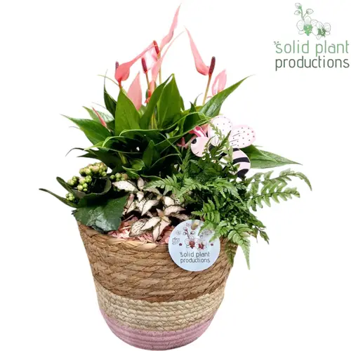 Anth.Arr AT022PINK Babs rosa T21 H042