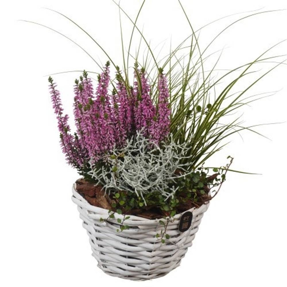 Garten.Arr PTHO7643 Herbst T19 H040